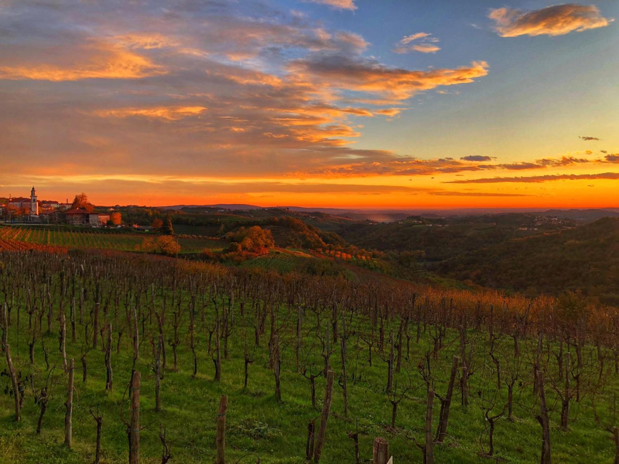 Peterc Vineyard Estate Bed & Breakfast Kojsko Dış mekan fotoğraf