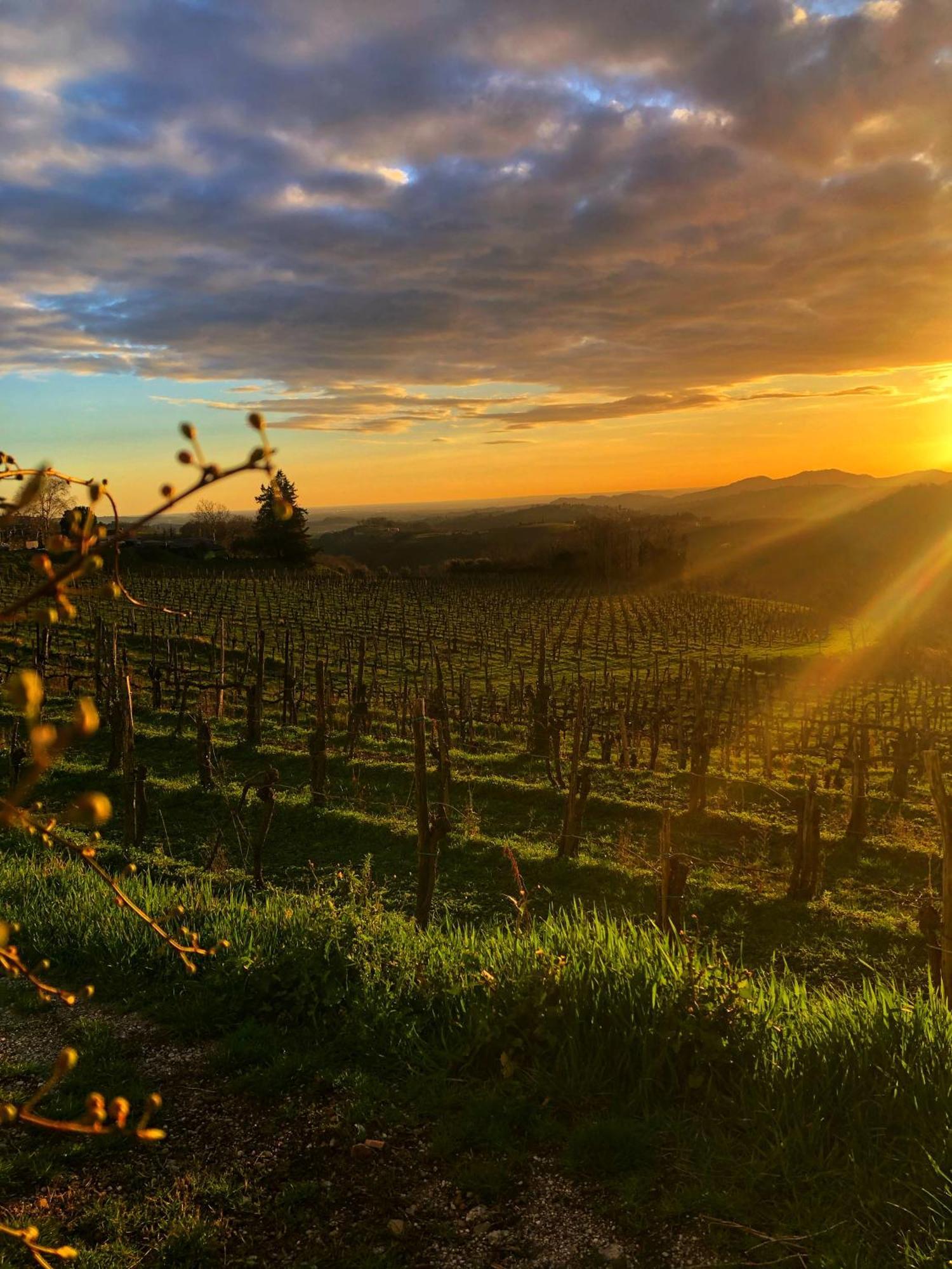 Peterc Vineyard Estate Bed & Breakfast Kojsko Dış mekan fotoğraf